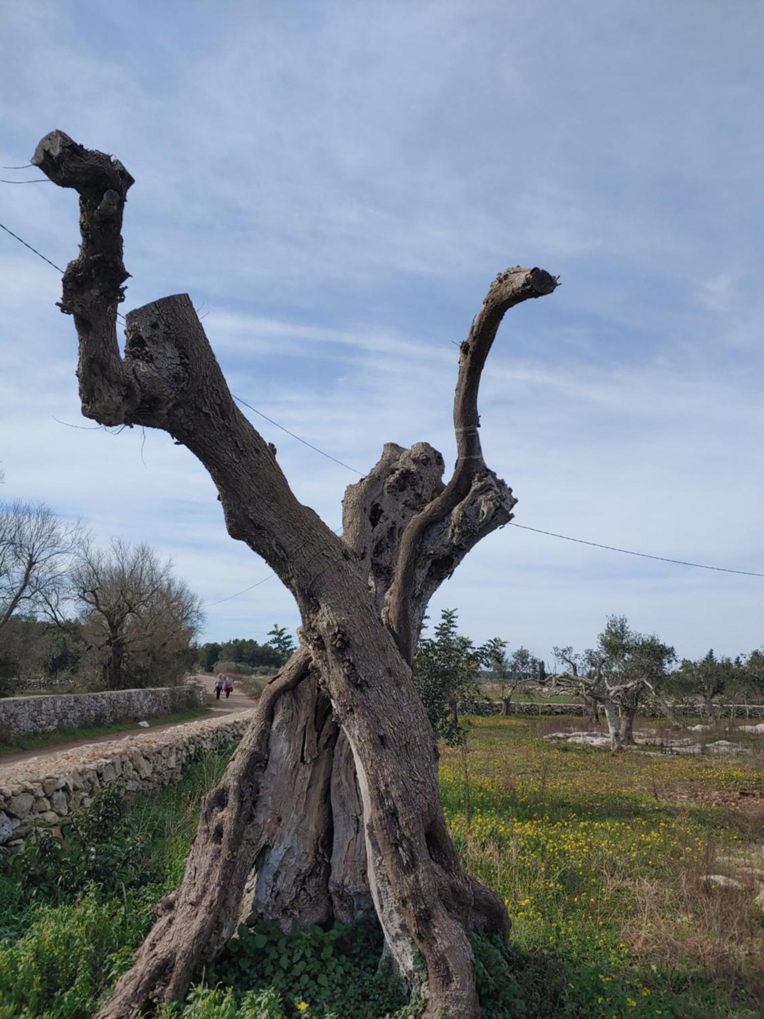 La Nicchia-Trullo Διαμέρισμα Corigliano dʼOtranto Εξωτερικό φωτογραφία
